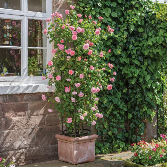 DAVID AUSTIN ROSES - Strawberry Hill