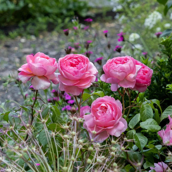 DAVID AUSTIN ROSES - Penelope Lively 6ltr