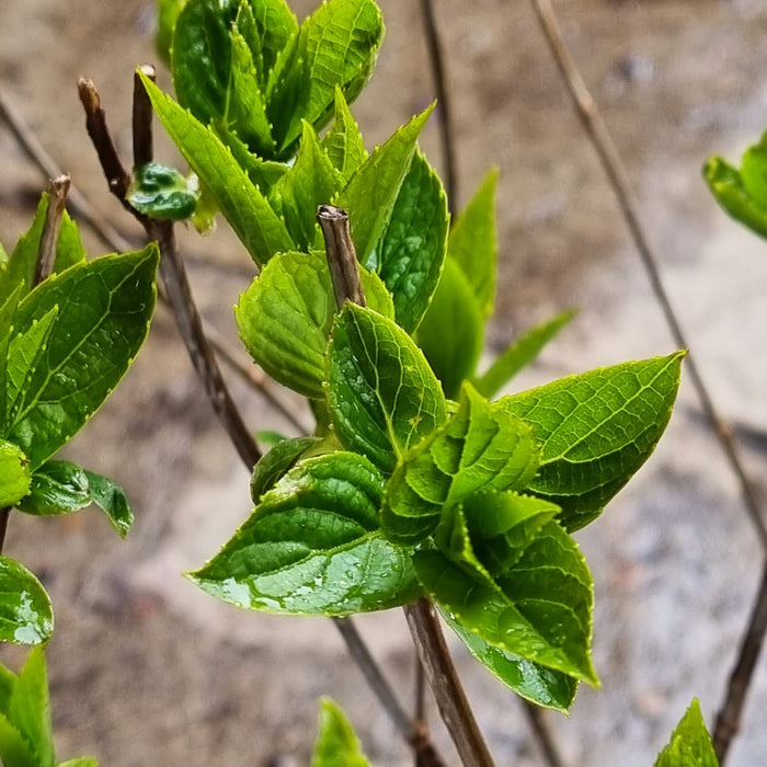 HYDRANGEA mag Himalaya 2ltr