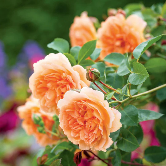 DAVID AUSTIN ROSES -  Dame Judi Dench