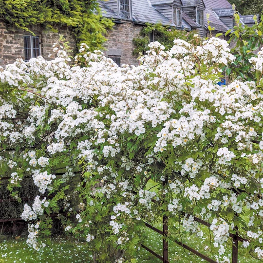 DAVID AUSTIN ROSES - Rambling Rector