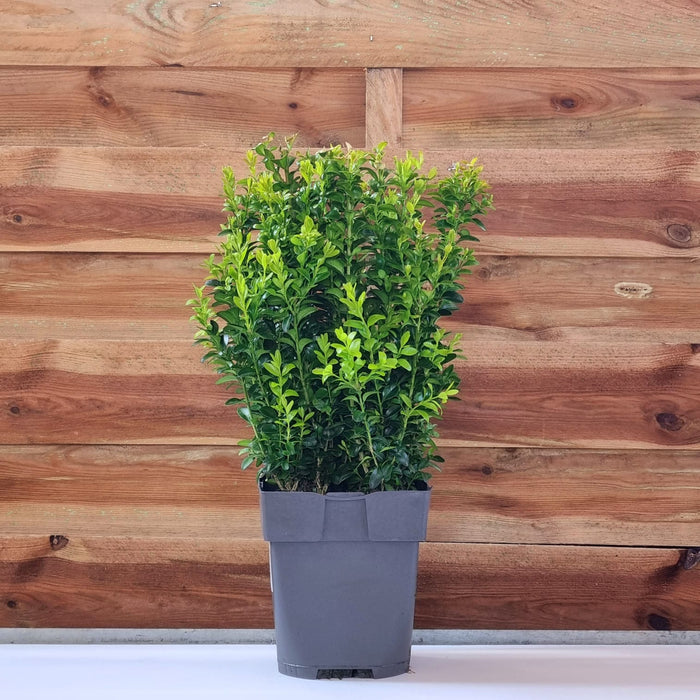 BUXUS Sempervirens Bush 17cm