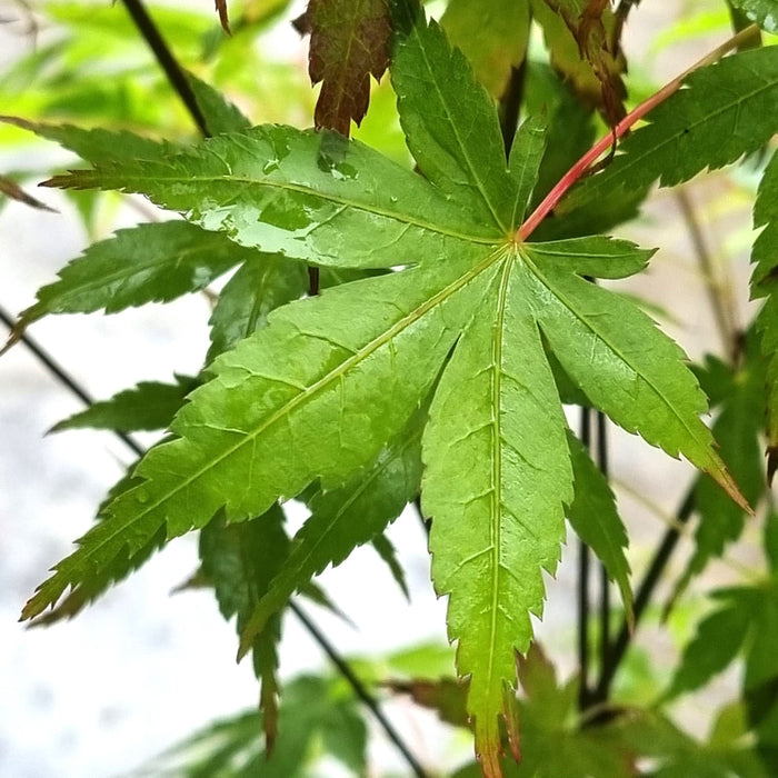 VE ACER 'Palmatum Katsura'