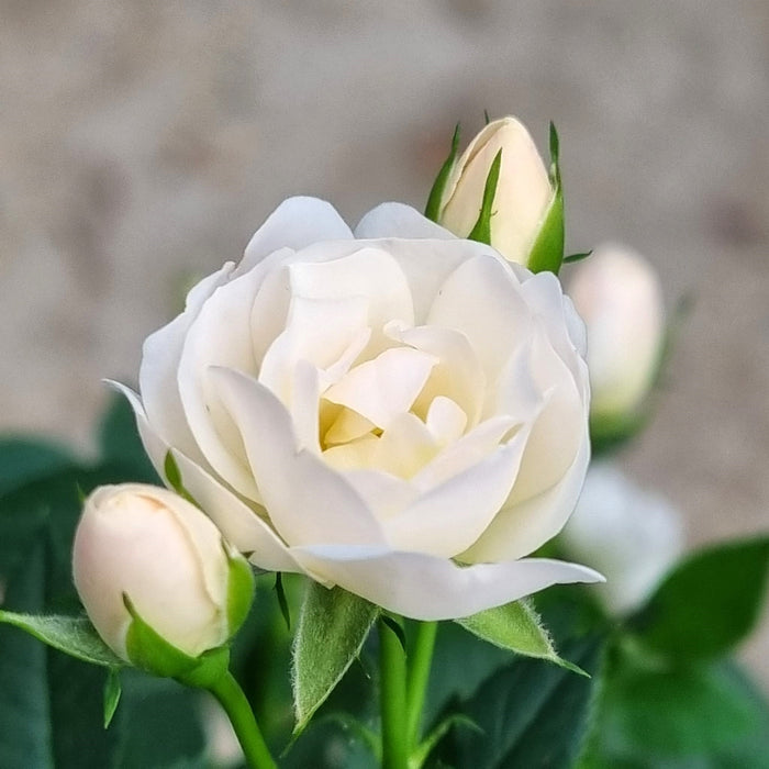 WHITE Mini Standard Patio Roses