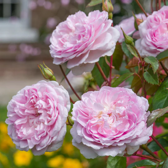 DAVID AUSTIN ROSES - Silas Marner