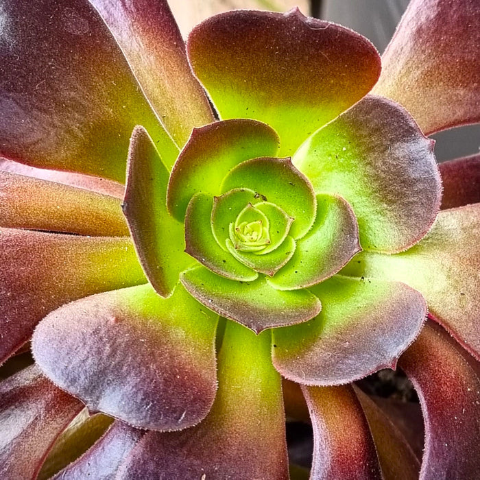 AEONIUM Red