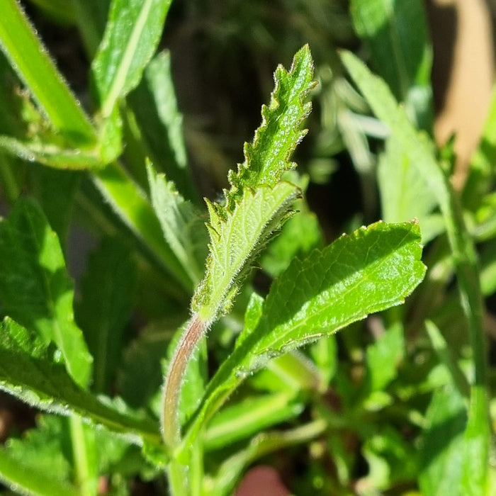 VERBENA bonariensis 2ltr