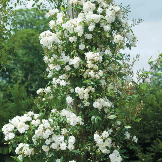 DAVID AUSTIN ROSES - Snow Goose