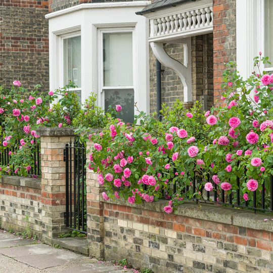 DAVID AUSTIN ROSES - Gertrude Jekyll