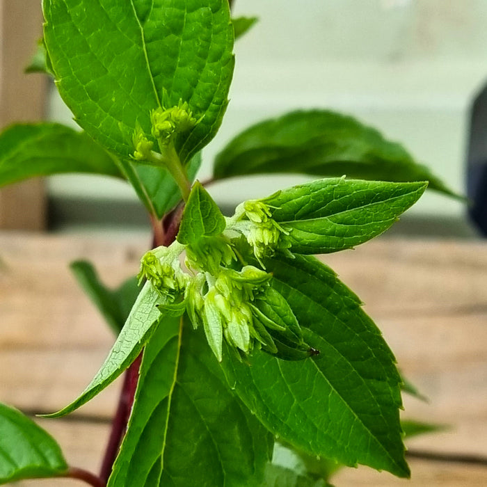 HYDRANGEA Vanilla Fraise