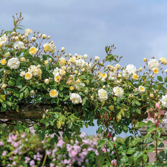 DAVID AUSTIN ROSES - Malvern Hills