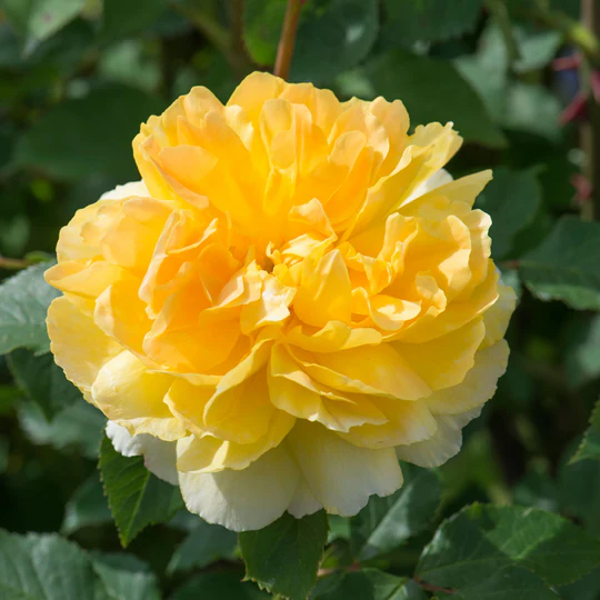 DAVID AUSTIN ROSES - Molineux