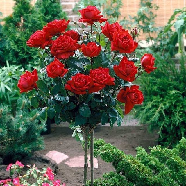 Standard Rose - Dame De Coeur