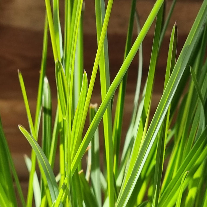 SESLERIA Heufleriana