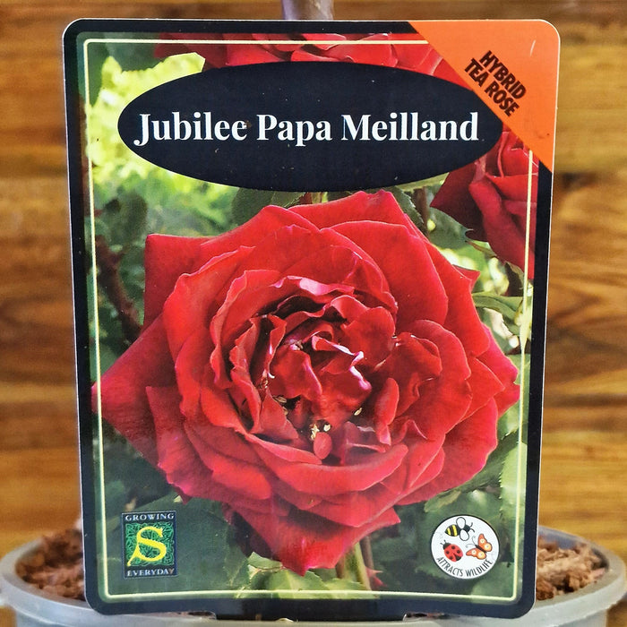 ROSE Jubilee Papa Meilland - Hybrid Tea 3ltr