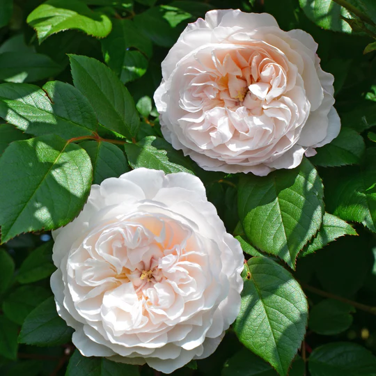 DAVID AUSTIN ROSES - The Albrighton Rambler