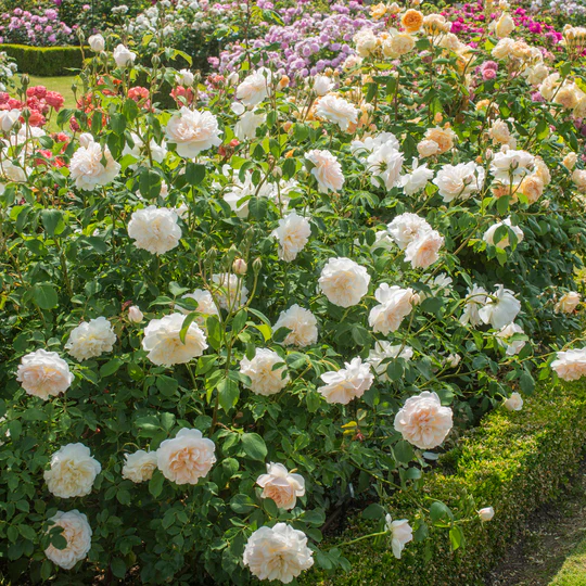 DAVID AUSTIN ROSES -  Lichfield Angel