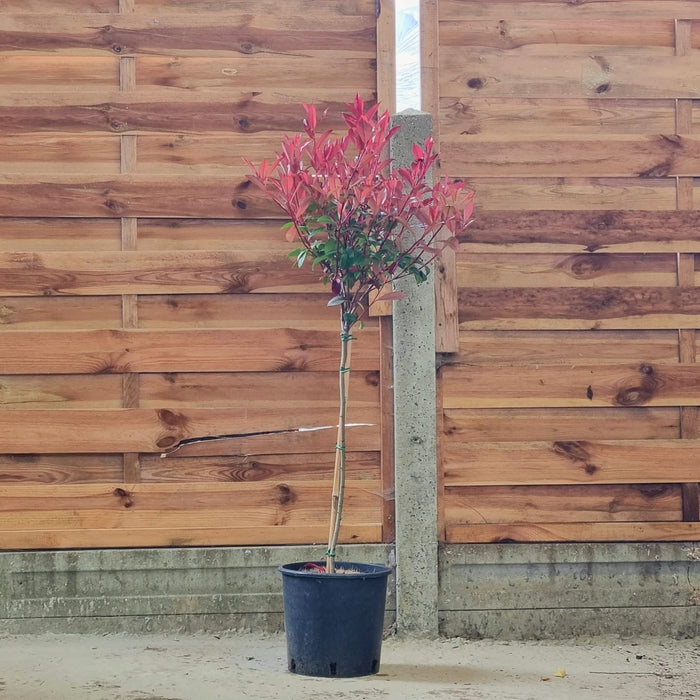 PHOTINIA x fraseri Compacta Mini STD