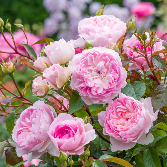 DAVID AUSTIN ROSES - Silas Marner