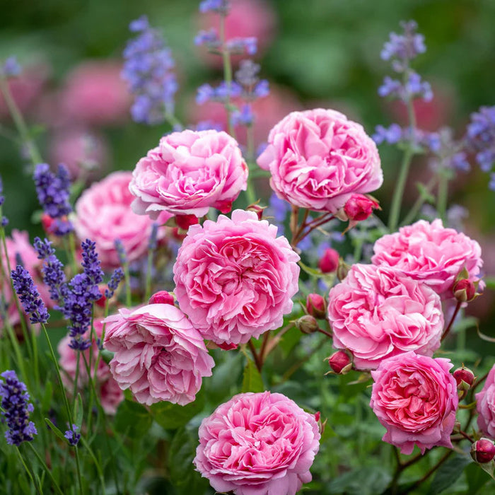 DAVID AUSTIN ROSES - Penelope Lively 6ltr