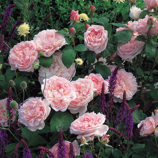 DAVID AUSTIN ROSES - Eglantyne