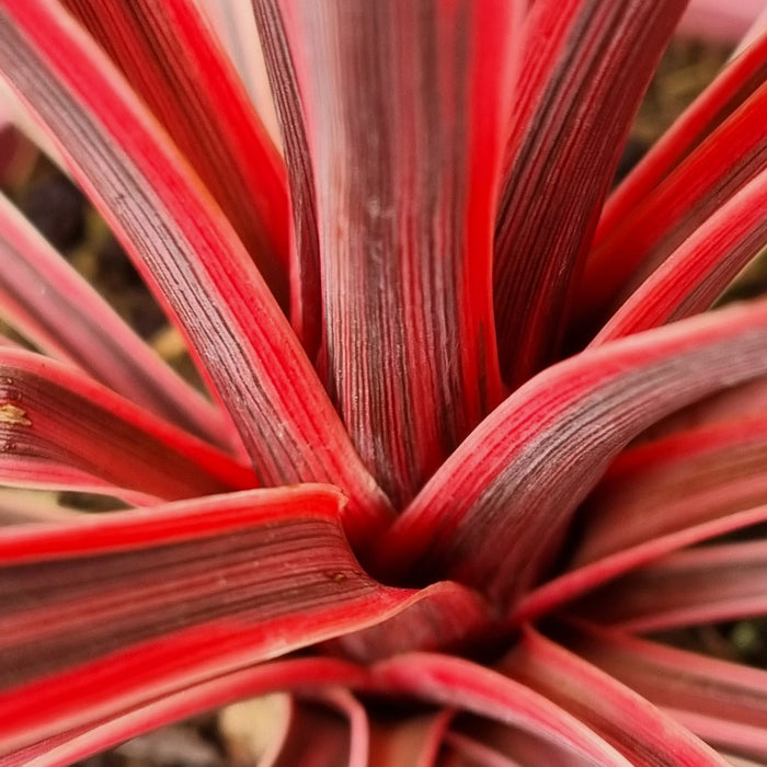 CORDYLINE Charlie Boy