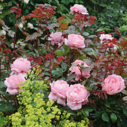 DAVID AUSTIN ROSES - Brother Cadfael