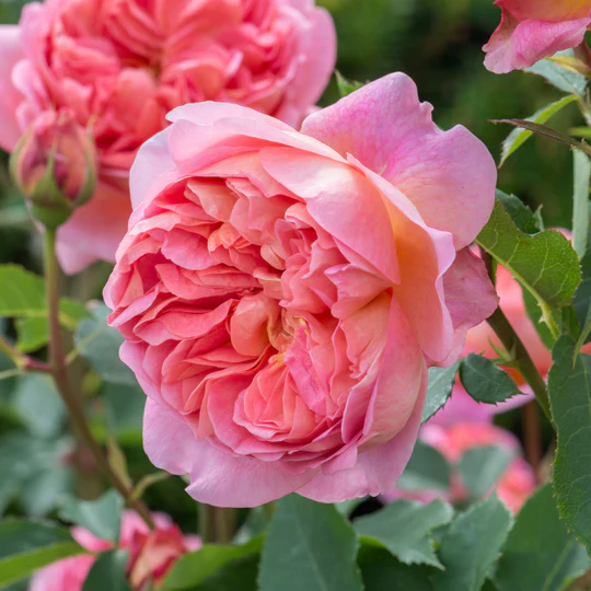 DAVID AUSTIN ROSES -  Boscobel