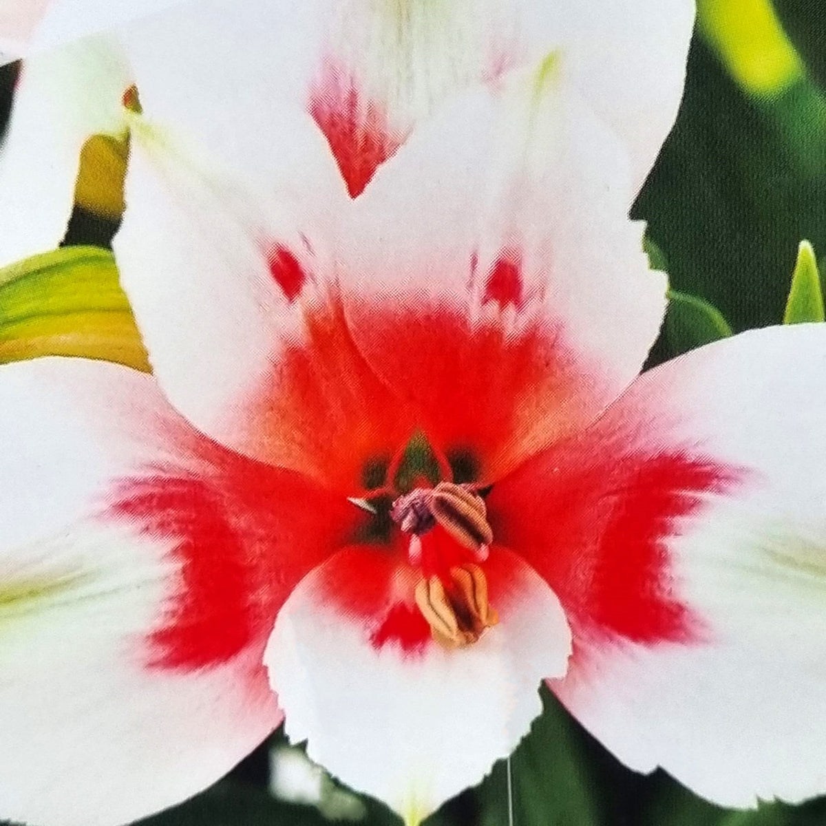 ALSTROEMERIA Inticancha 'Maya' 3ltr — Carpenders Park Garden Centre