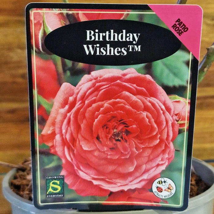 ROSE Birthday Wishes - Celebration 3ltr