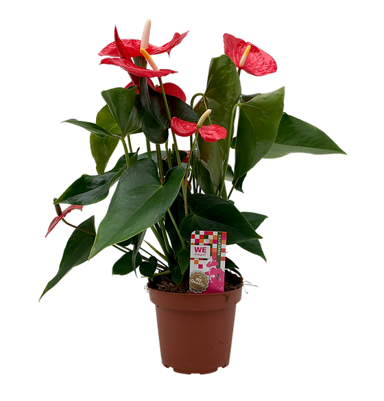 Anthurium