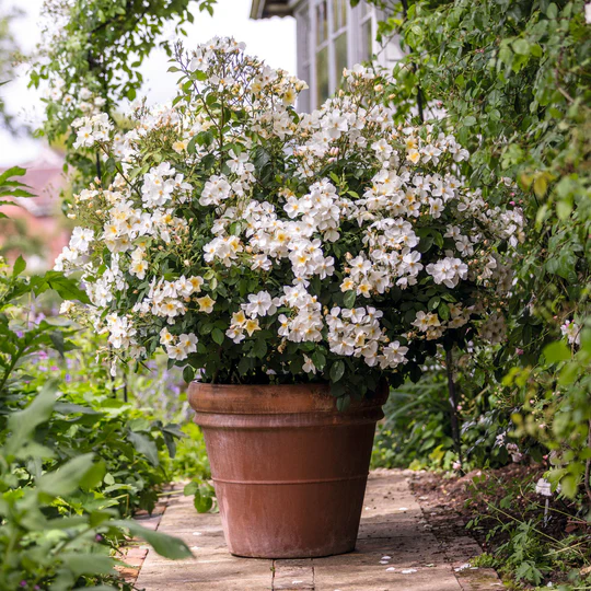 DAVID AUSTIN ROSES - Kew Gardens