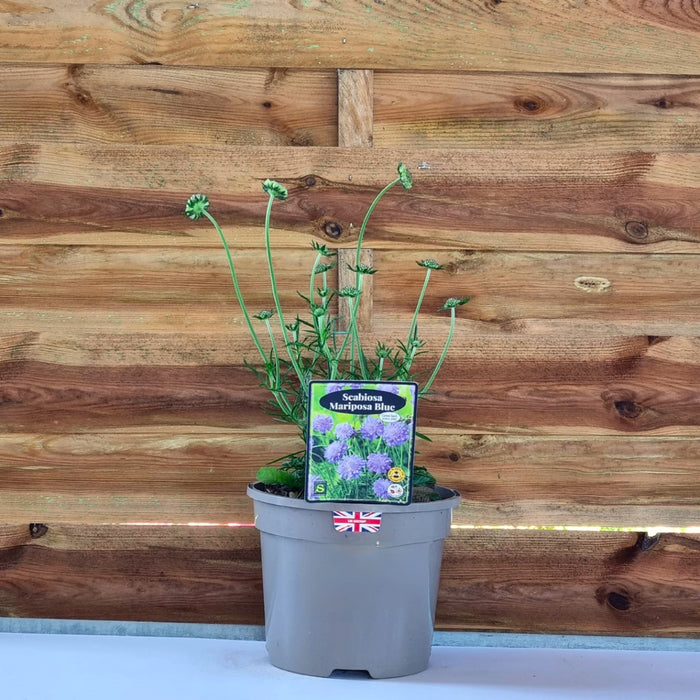 VE SCABIOSA 'Colum. Mariposa Blue' 17cm