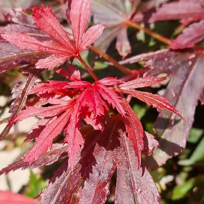 ACER 'Shaina'