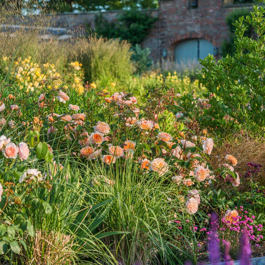 DAVID AUSTIN ROSES - Port Sunlight