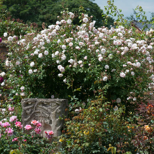 DAVID AUSTIN ROSES - The Albrighton Rambler