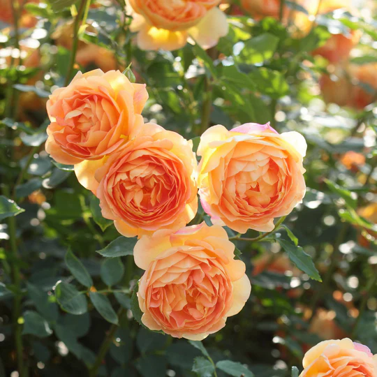 DAVID AUSTIN ROSES - Lady Of Shalott