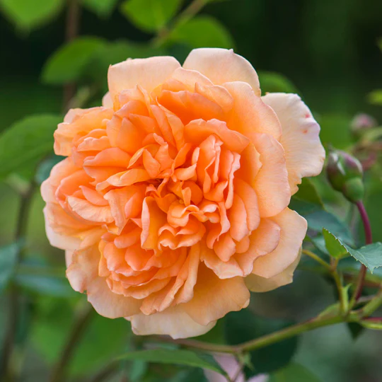 DAVID AUSTIN ROSES -  Dame Judi Dench