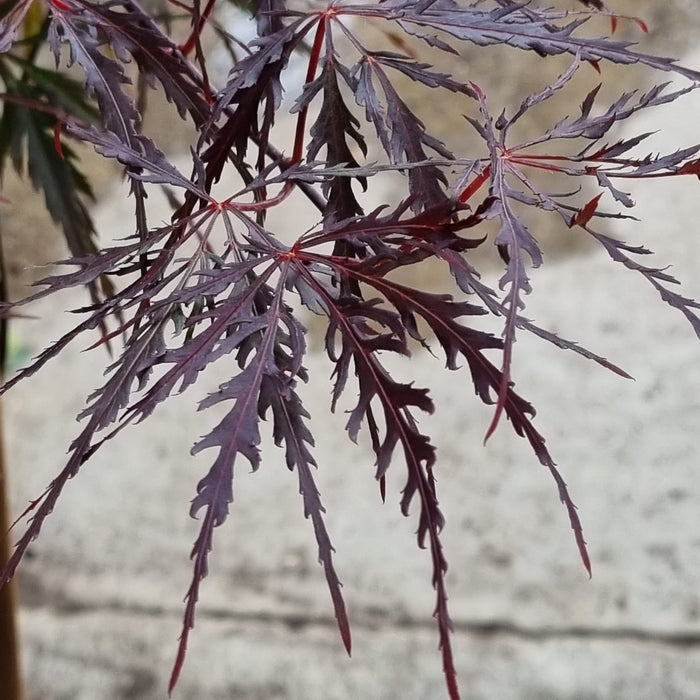 ACER  Palmatum Firecracker 3l