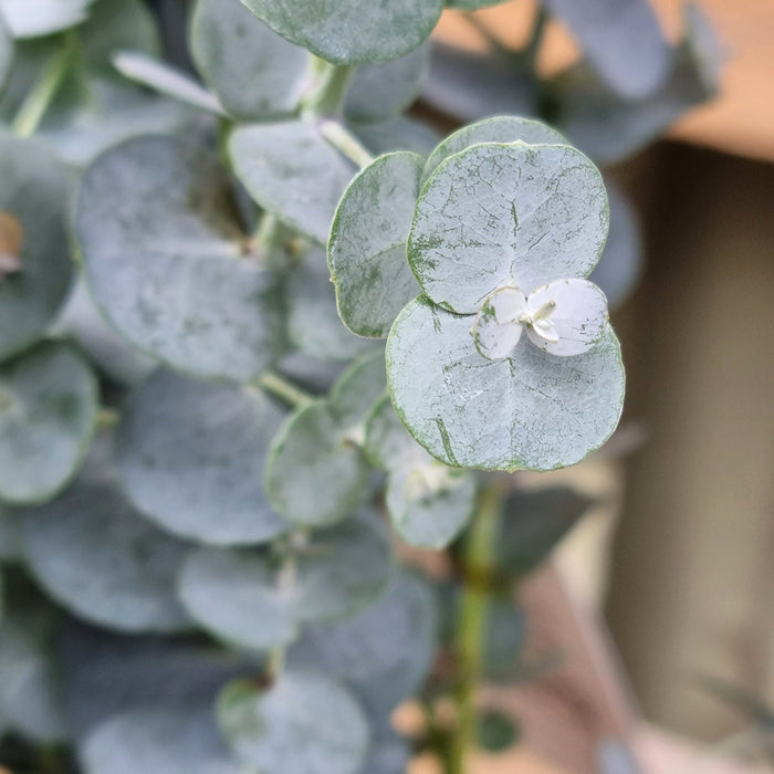 EUCALYPTUS Blue Ice