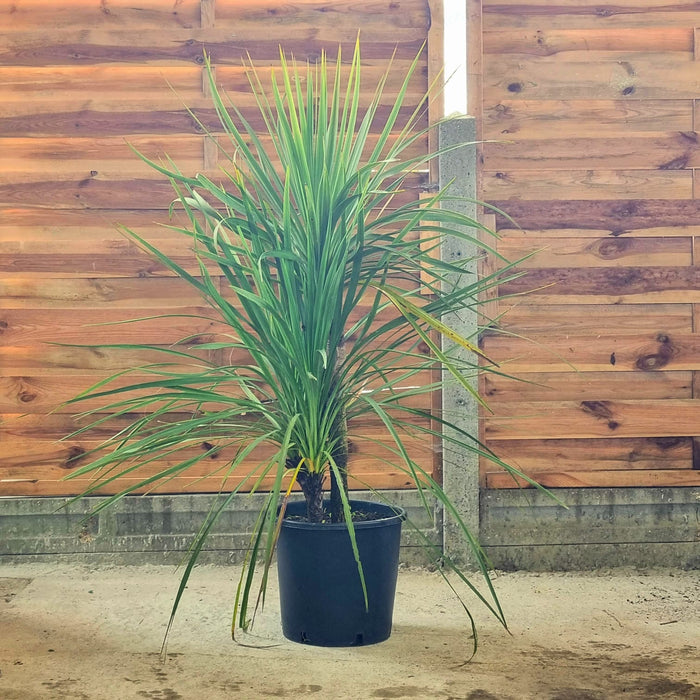 CORDYLINE Australis 3TR