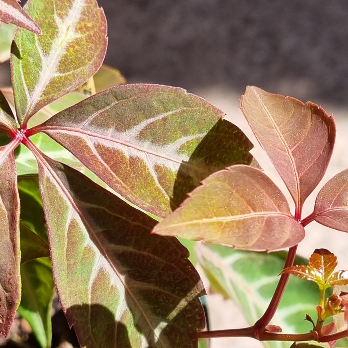 PARTHENOCISSUS henryana 3L