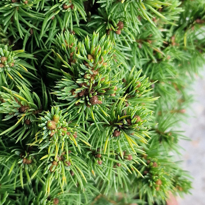 Picea Glauca Alberta Globe* 4.5L