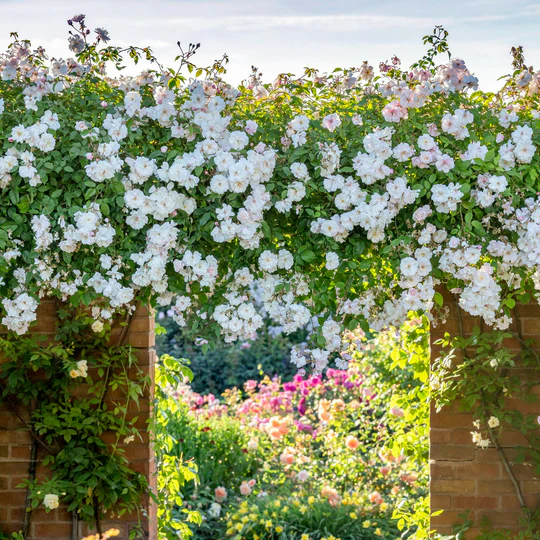 DAVID AUSTIN ROSES - Adelaide D'Orleans