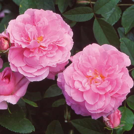 DAVID AUSTIN ROSES - The Mayflower