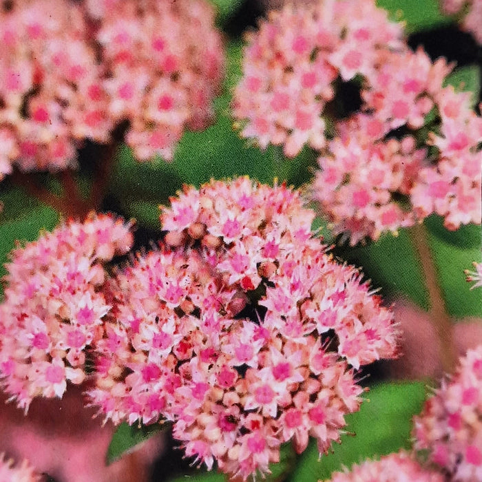 SEDUM Herbstfreude (Autumn Joy) 2ltr