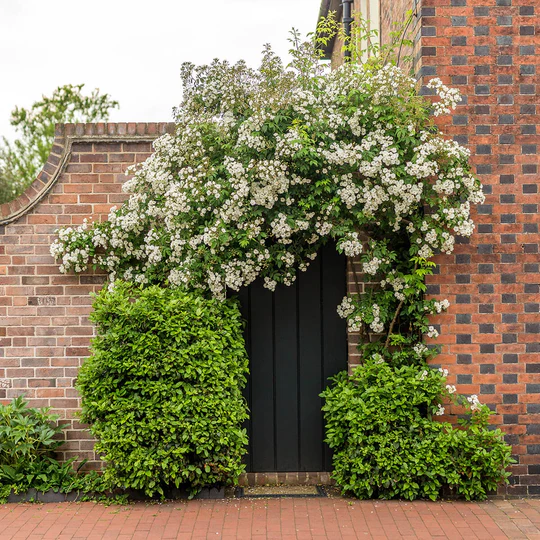 DAVID AUSTIN ROSES - Rambling Rector