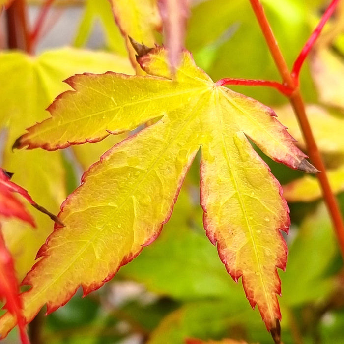 VE ACER 'Palmatum Katsura'