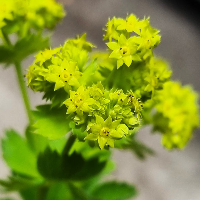 ALCHEMILLA Mollis 3ltr