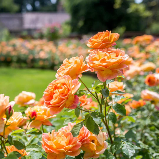 DAVID AUSTIN ROSES - Lady Of Shalott